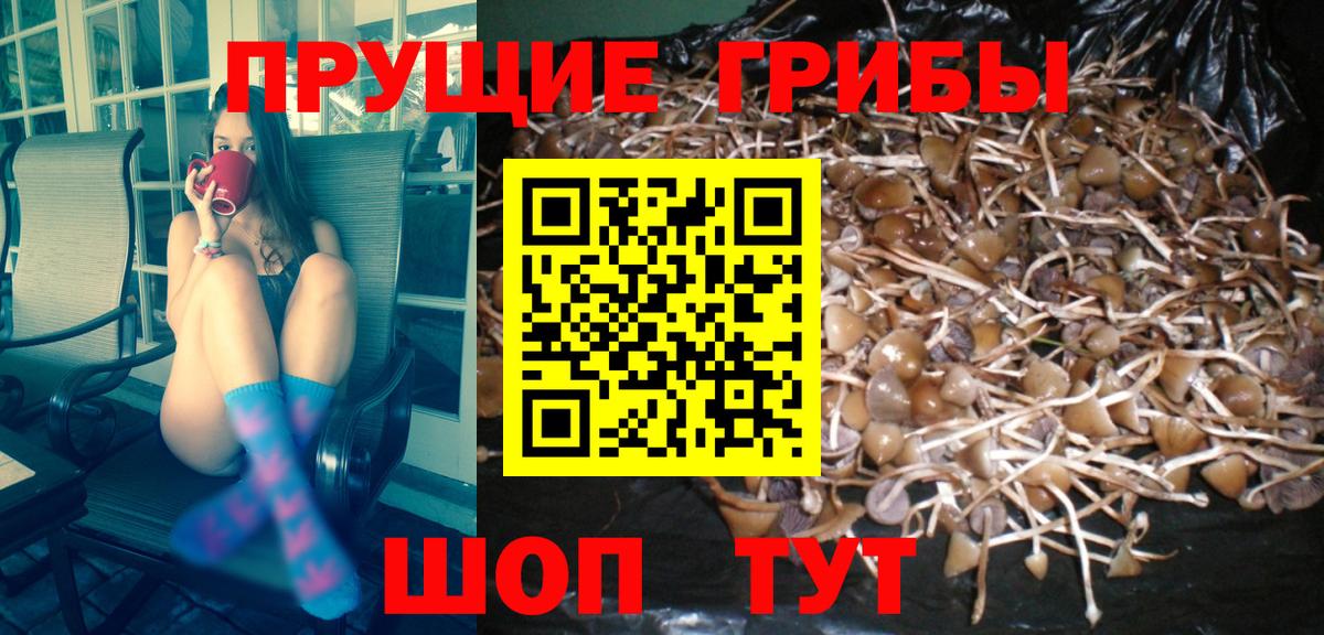 Псилоцибиновые грибы Psilocybine cubensis Урус-Мартан
